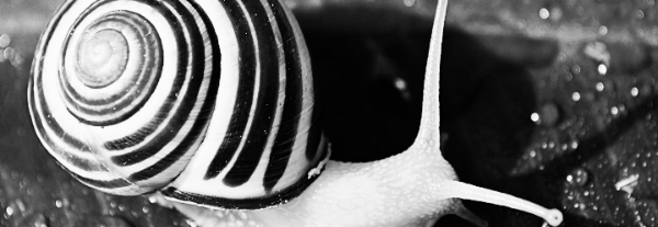 달팽이 키우기: 달팽이 물