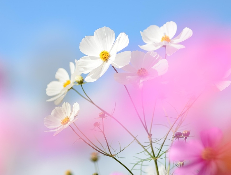 가을에 피는 꽃 종류 코스모스