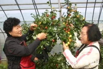 대추 재배 개화기 관리 봉지 씌우기 열매 터짐 예방_8