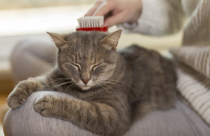 빗질 당하는 고양이.