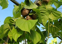 열매마