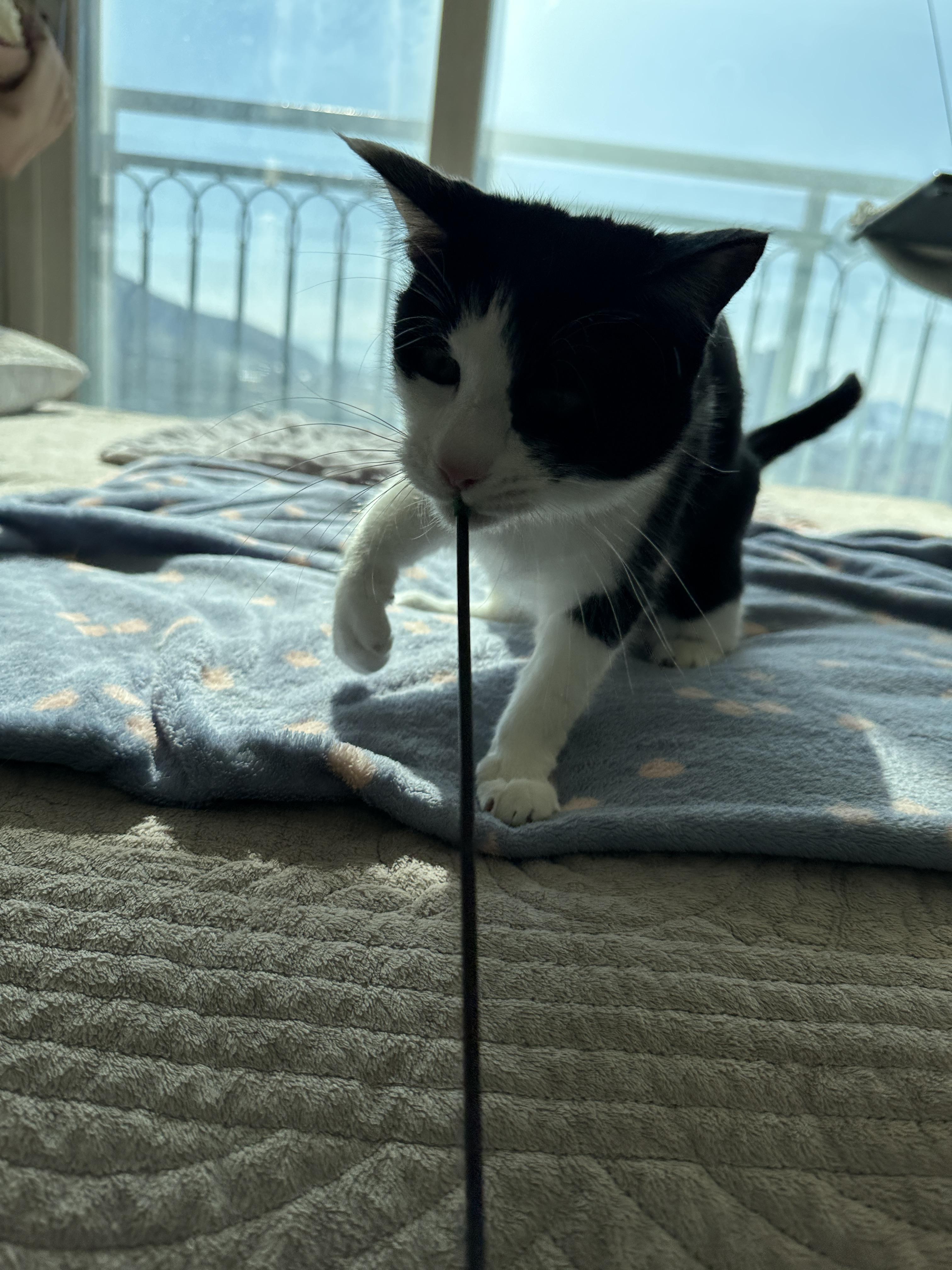 막대기를 너무 사랑하는 고양이 두리