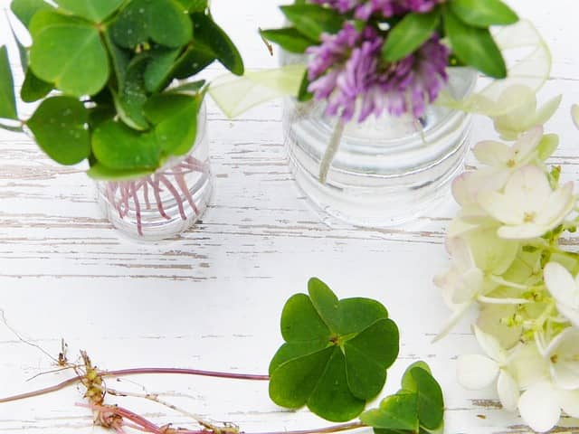 물꽂이로 꽃 번식시키기