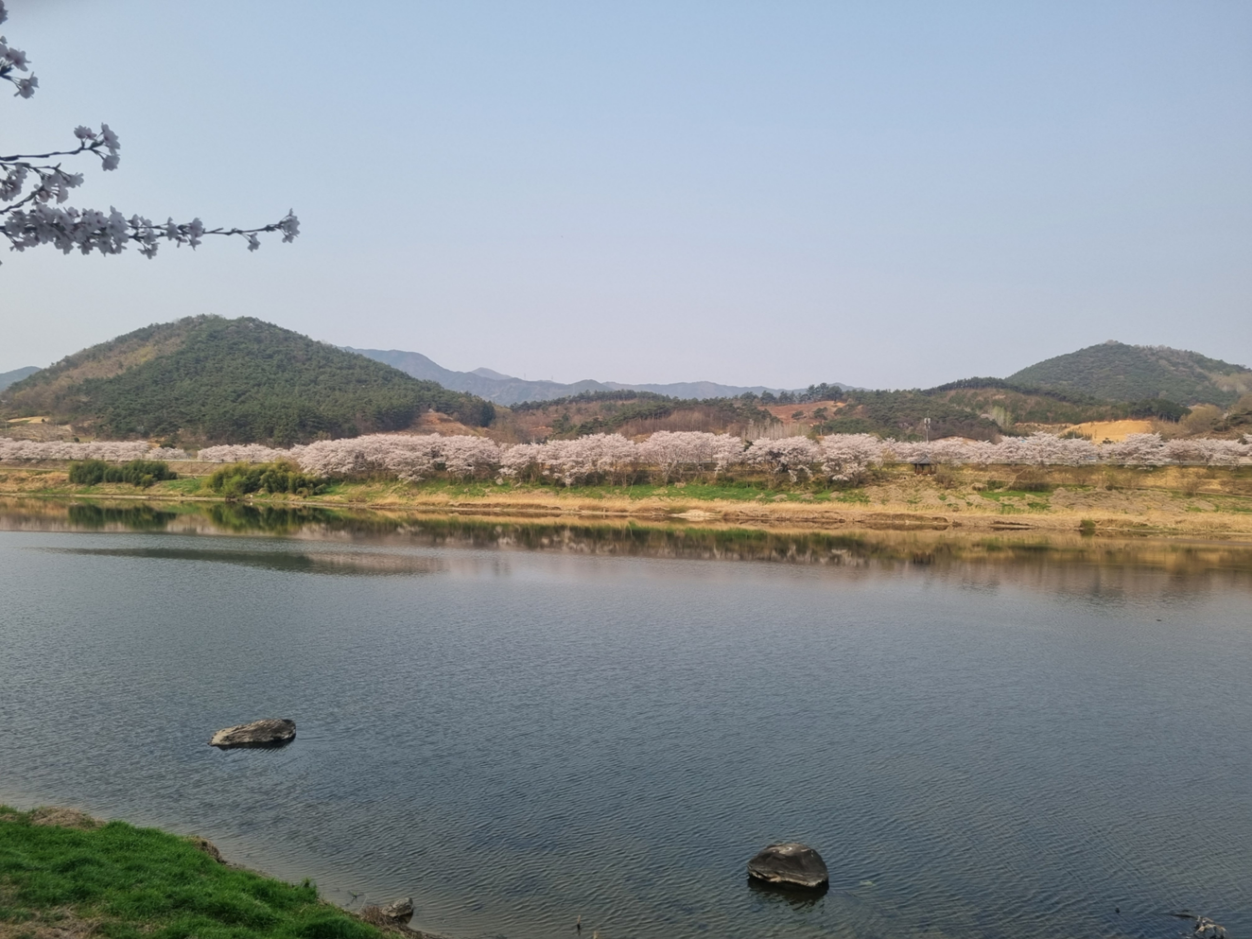 섬진강 벚꽃길 강변 풍경 사진 ('25.4)