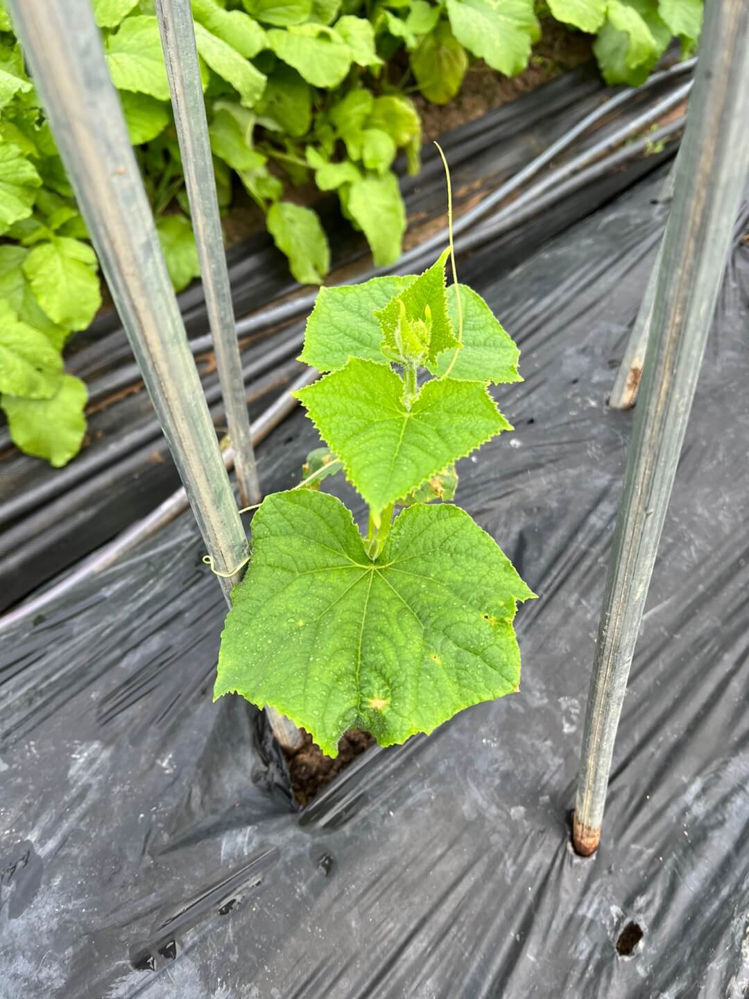 가을 오이