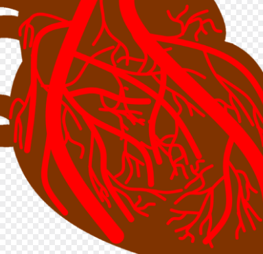 고구마 효능 - 심혈관