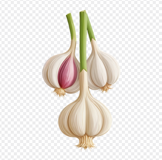 마늘 일러스트