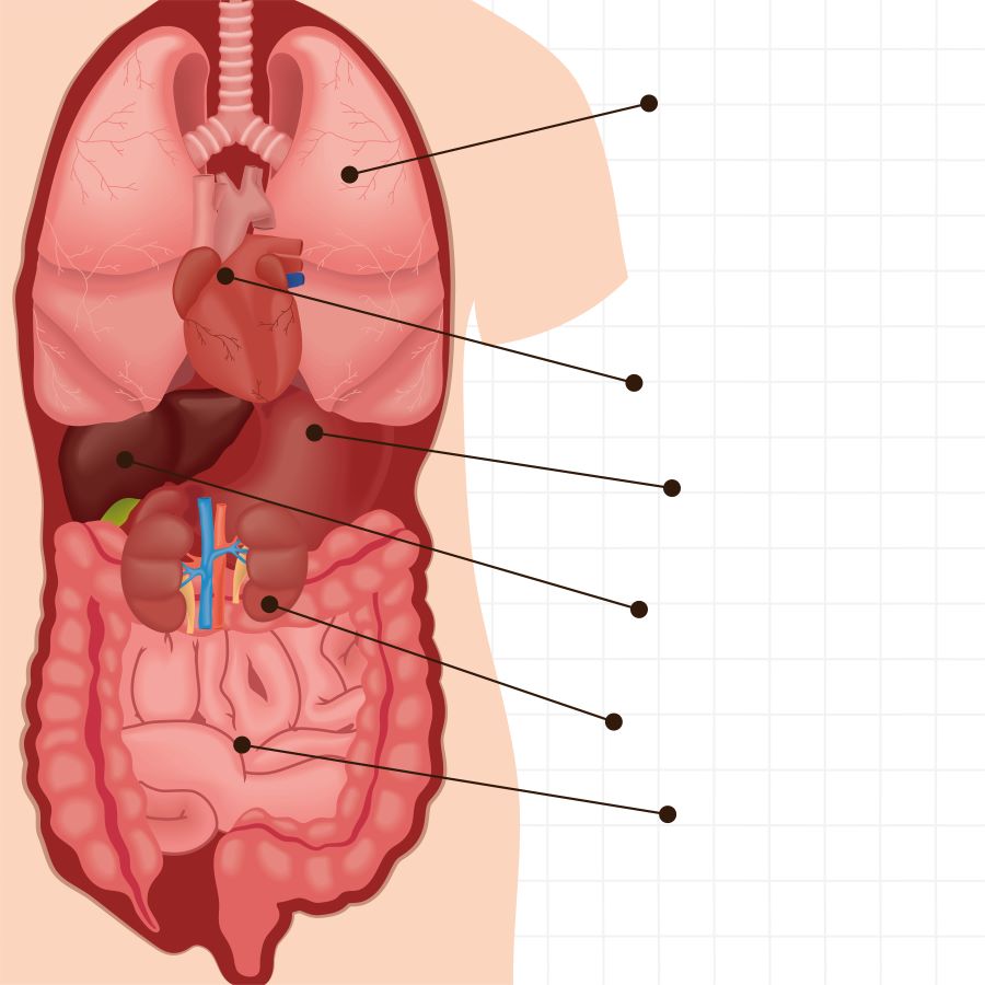 인체의 내부 장기(폐, 심장, 간, 위장, 신장, 대장, 소장)를 그려놓은 이미지 사진