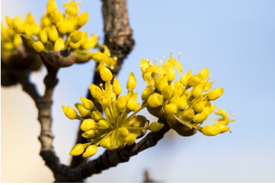 산수유 효능 부작용