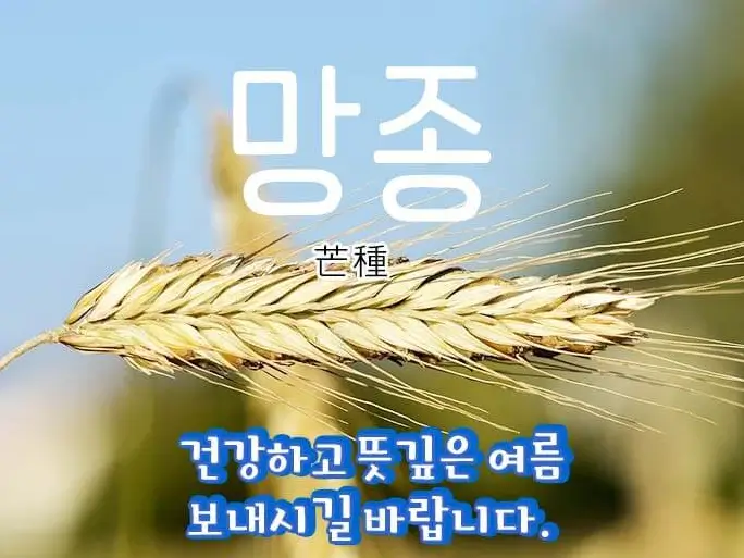 망종 인사말과 이미지