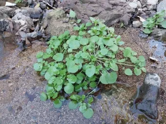 물냉이 재배 수경 재배 물 갈이 그늘 자리 잡기_10