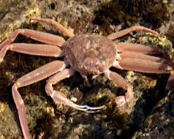 영덕 대게축제_14