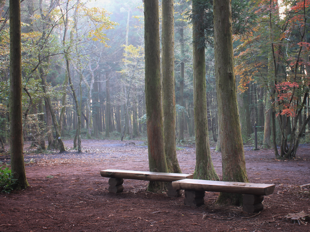 제주 한라산 사려니숲 이른 아침 맑고 서늘한 초겨울 풍경 저작권없는 고화질 무료이미지 다운로드