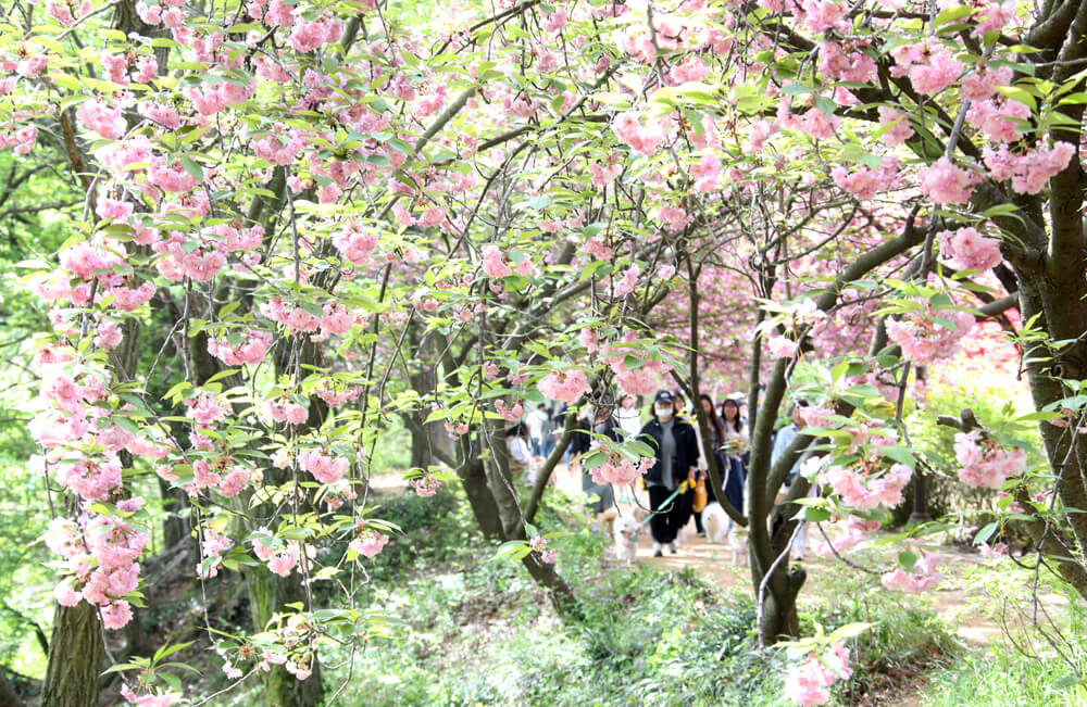  겹벚꽃만개-전주시청 출저 