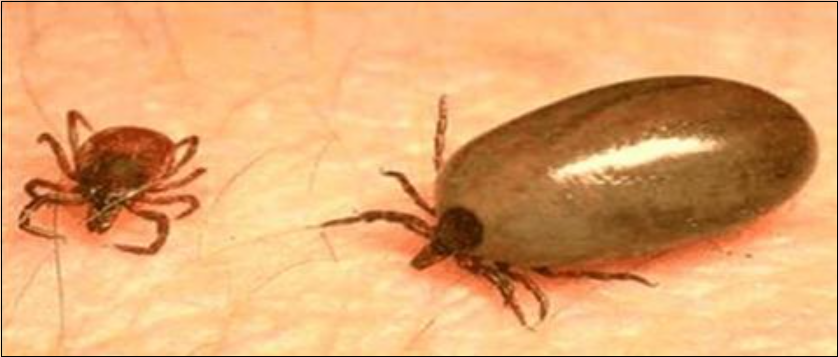 진드기-빈대-효과적인-퇴치제-기피제-살균기-스타일러스-비교구매가이드[가성비최고]