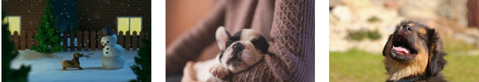 개 식용 금지법