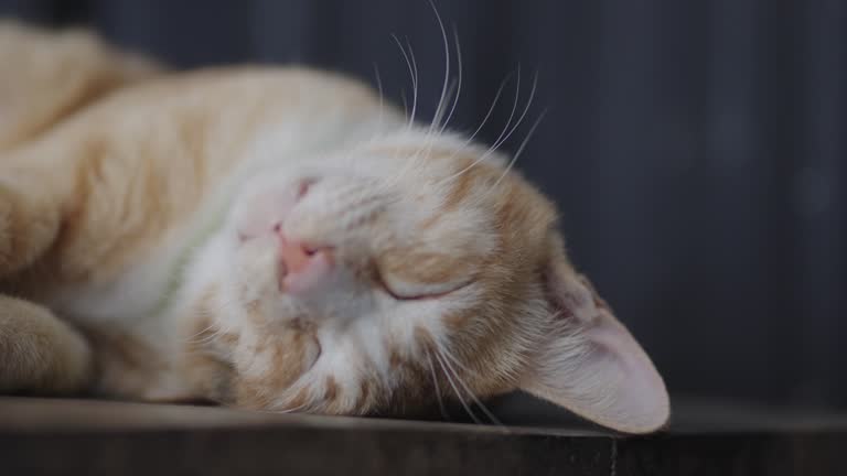 아픈 고양이 꿈 해몽