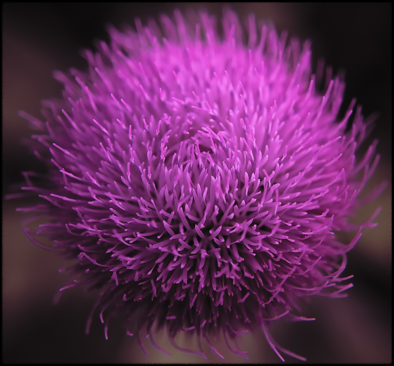 밀크씨슬 이미지11