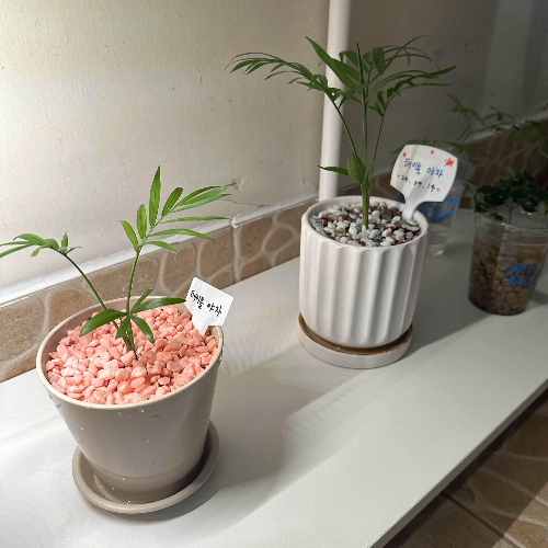 테이블 야자 번식