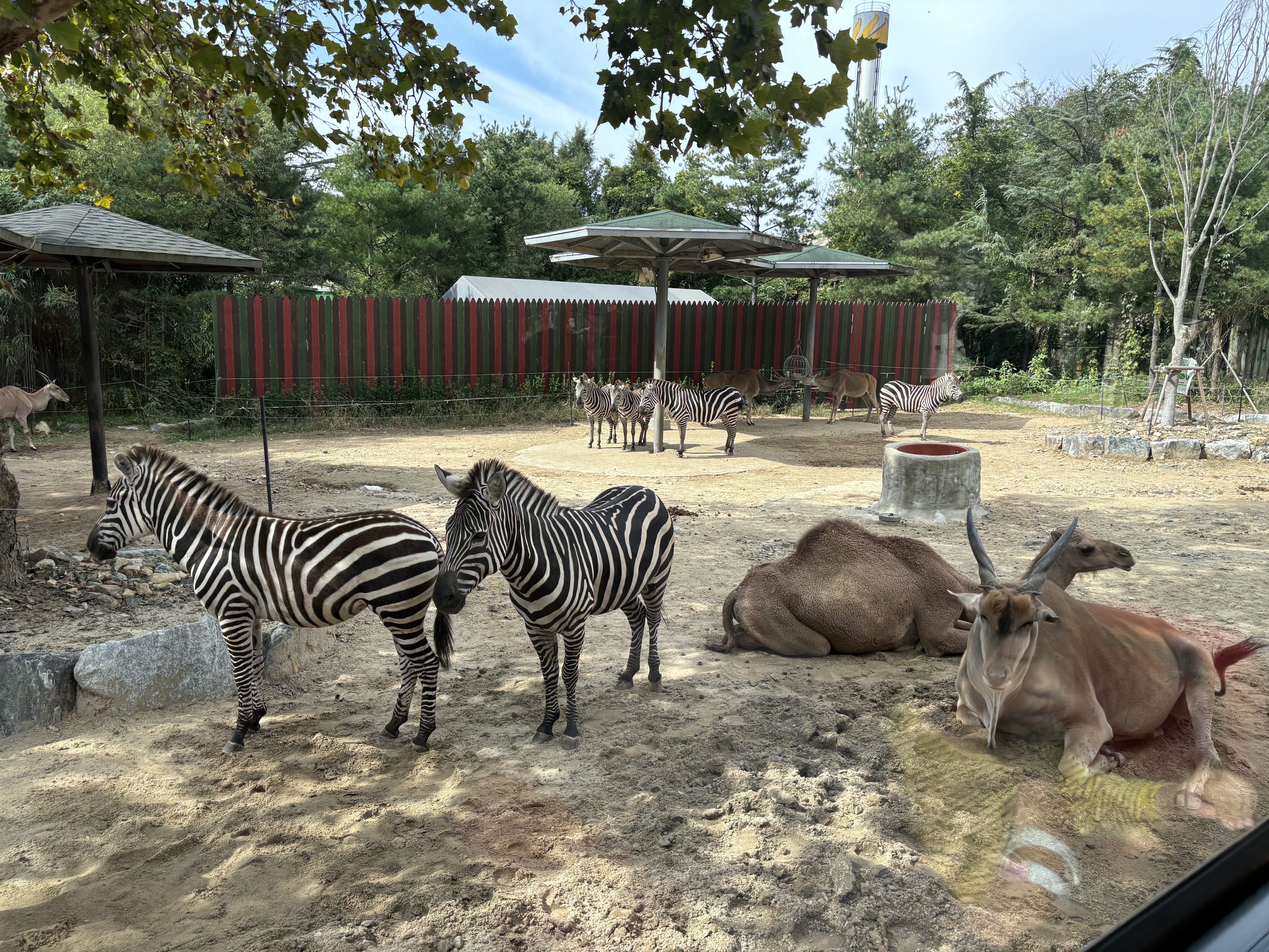 대전오월드 사파리