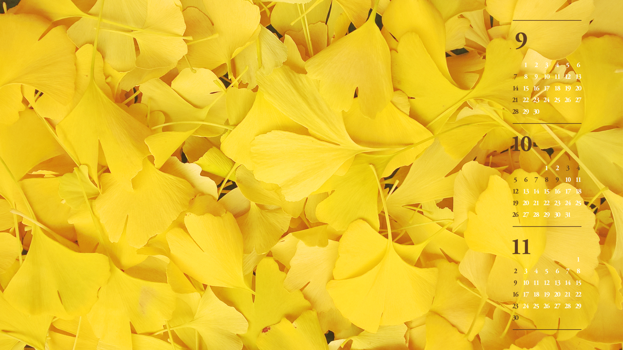 04 은행잎 B - 2025년10월 노트북배경화면