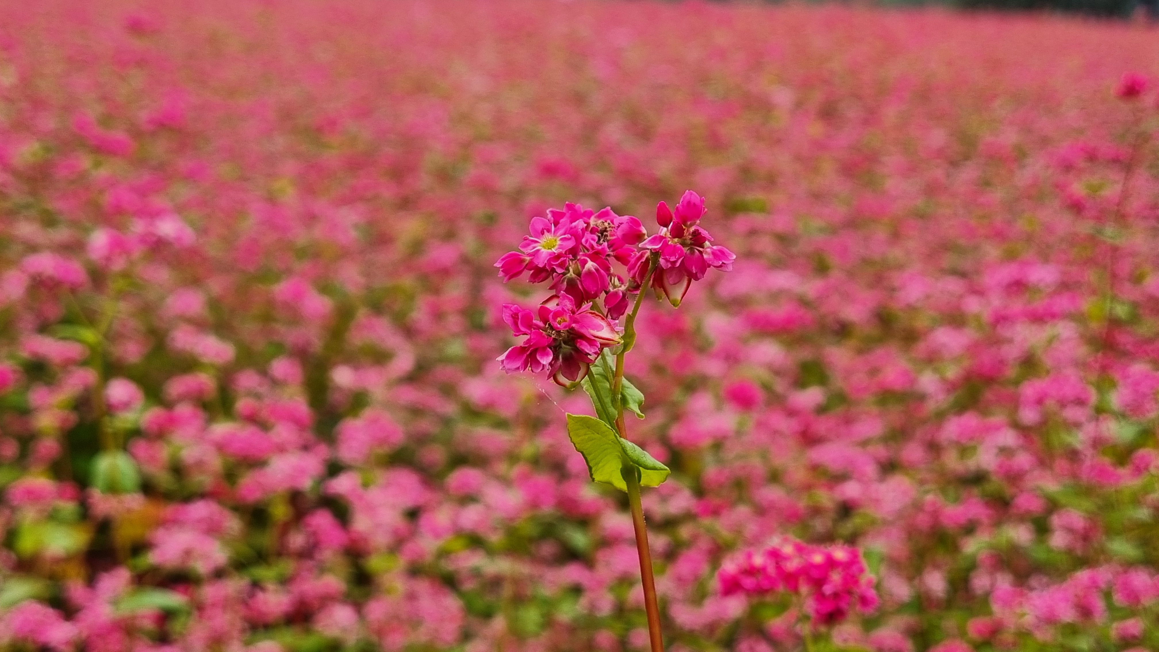 동강 붉은 메밀꽃 축제