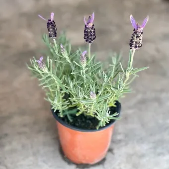 라벤더 키우기 물주기 향기관리 통풍일조 집에서도 가능한 관리_7