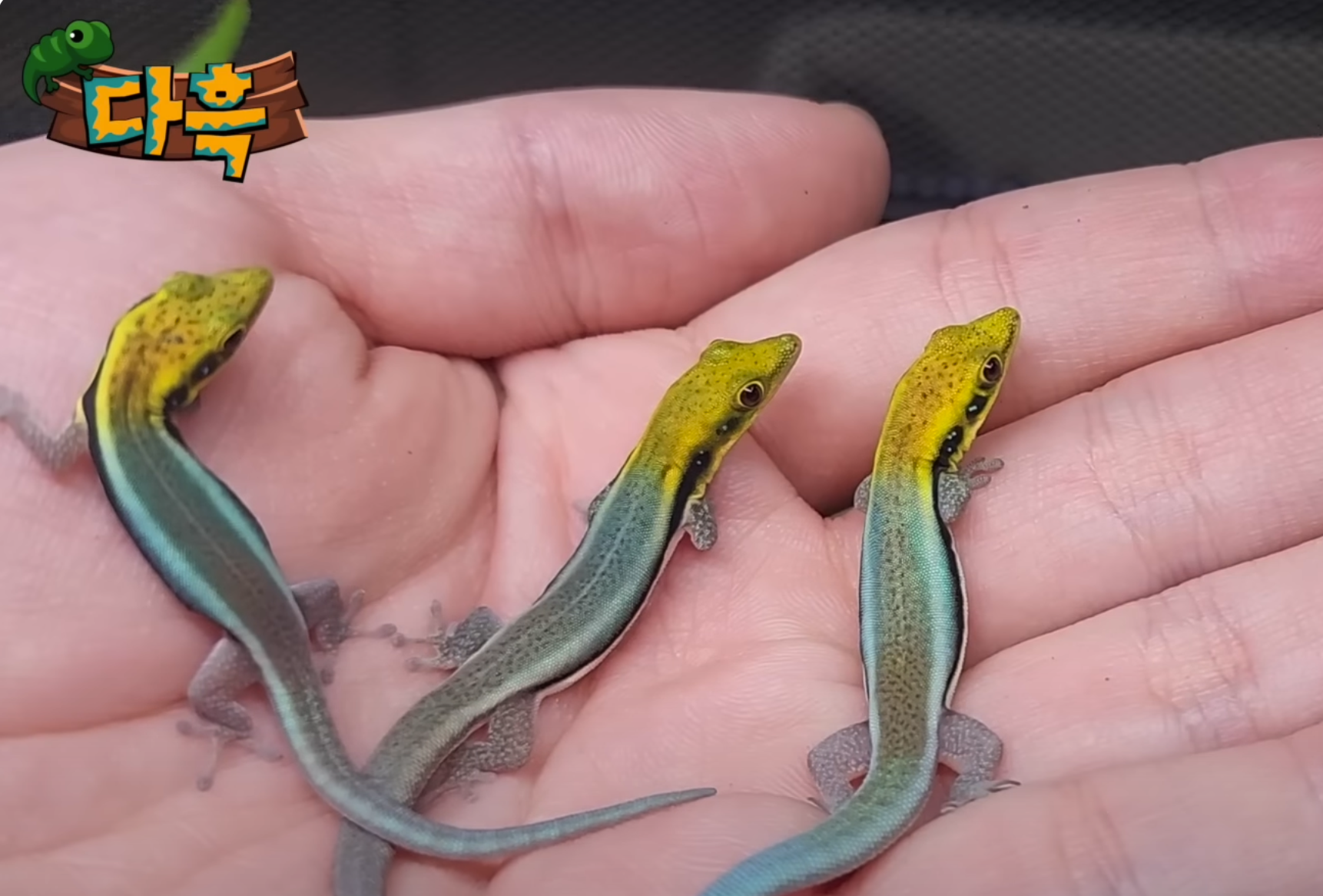 다흑 보석도마뱀 사진