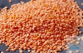 렌틸콩 아르기닌 2.17g