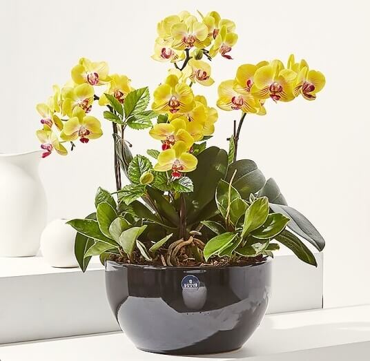 개업화분을 선물하세요!