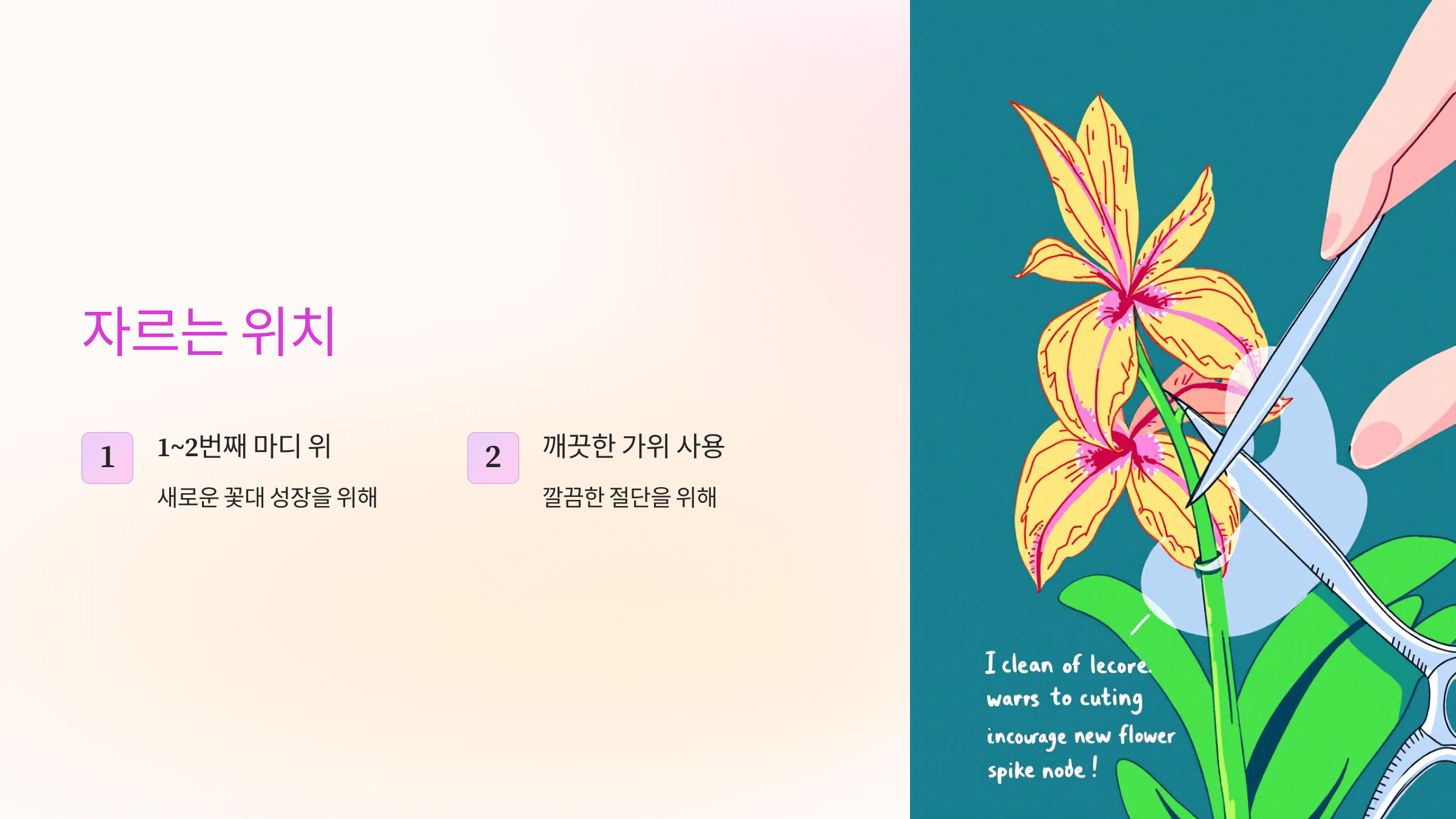 호접란 사진입니다.