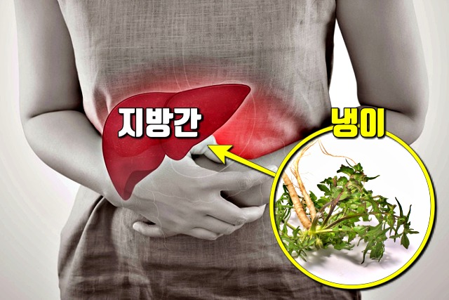 냉이 효능 지방간,간에좋은음식,팁줌