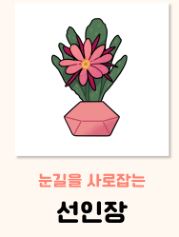 선인장 꽃말