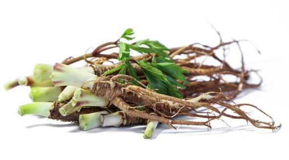 참당귀뿌리 효능, 부작용, 먹는방법(즙, 환, 분말) 완벽 정리