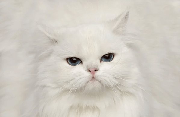 LG가 또 &lsquo;이상한 거&rsquo; 만들었다? 일본서 대박