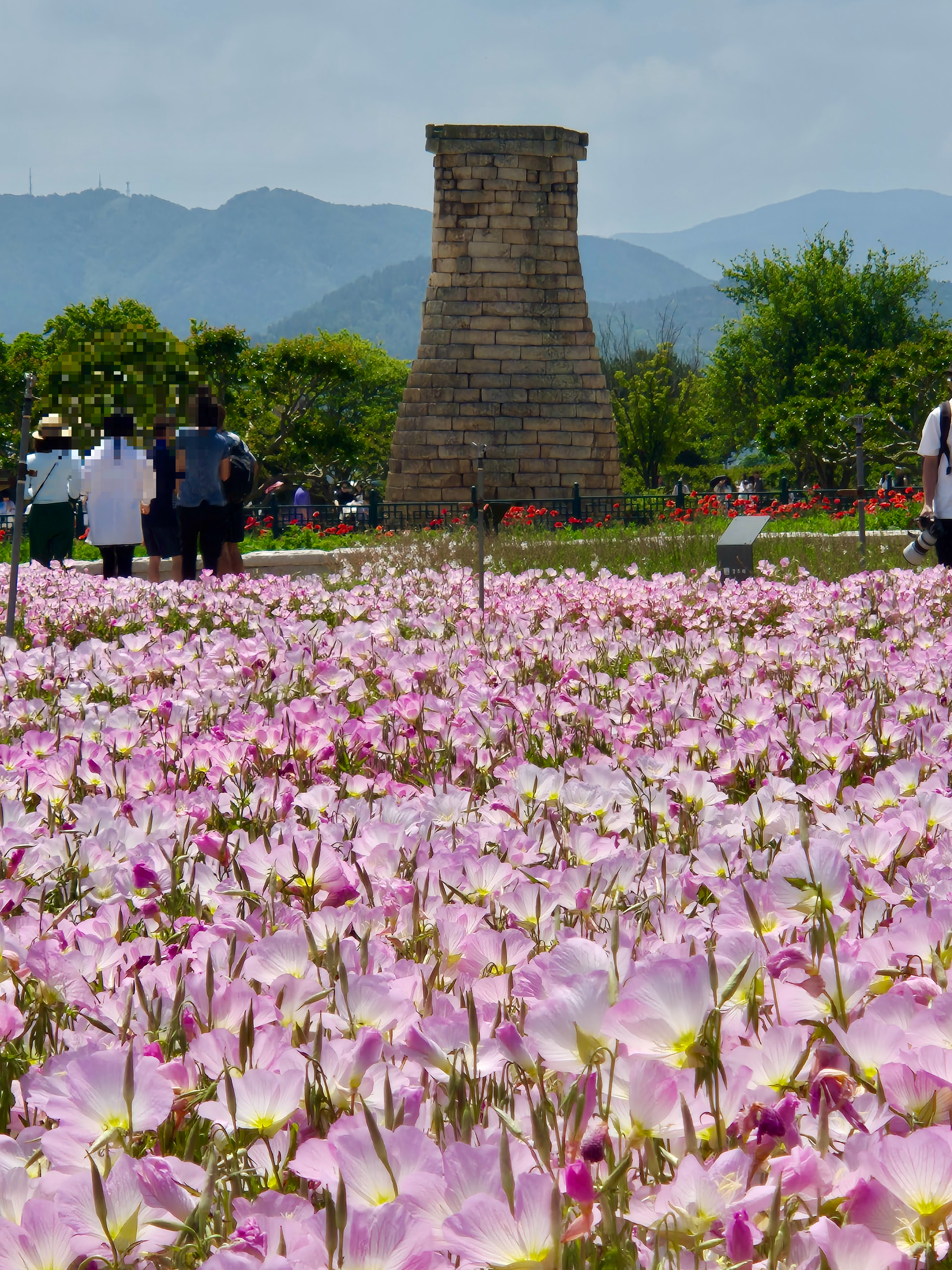 첨성대 달맞이꽃,첨성대 꽃구경, 첨성대실시간