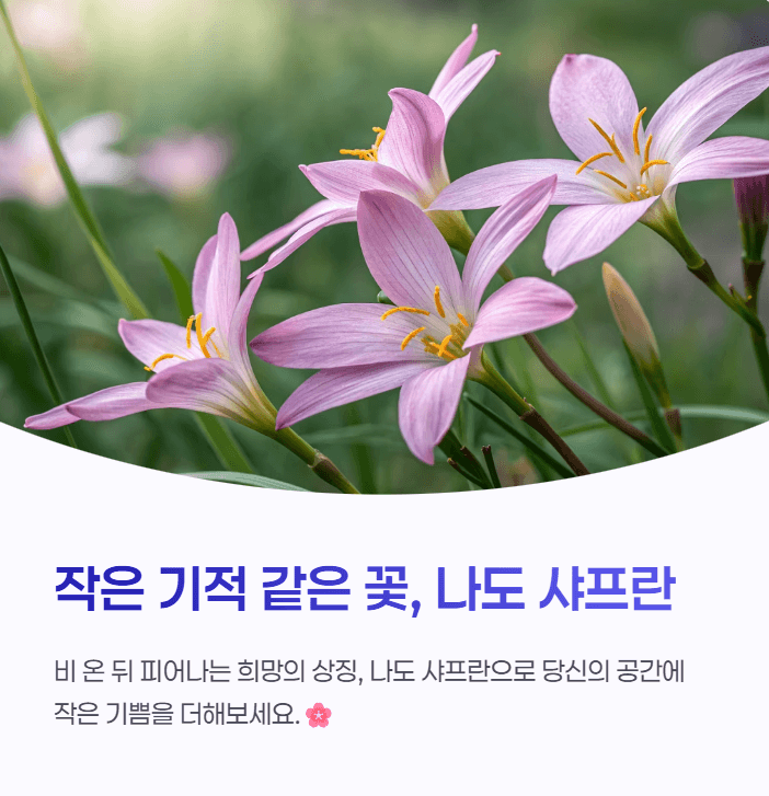나도 샤프란