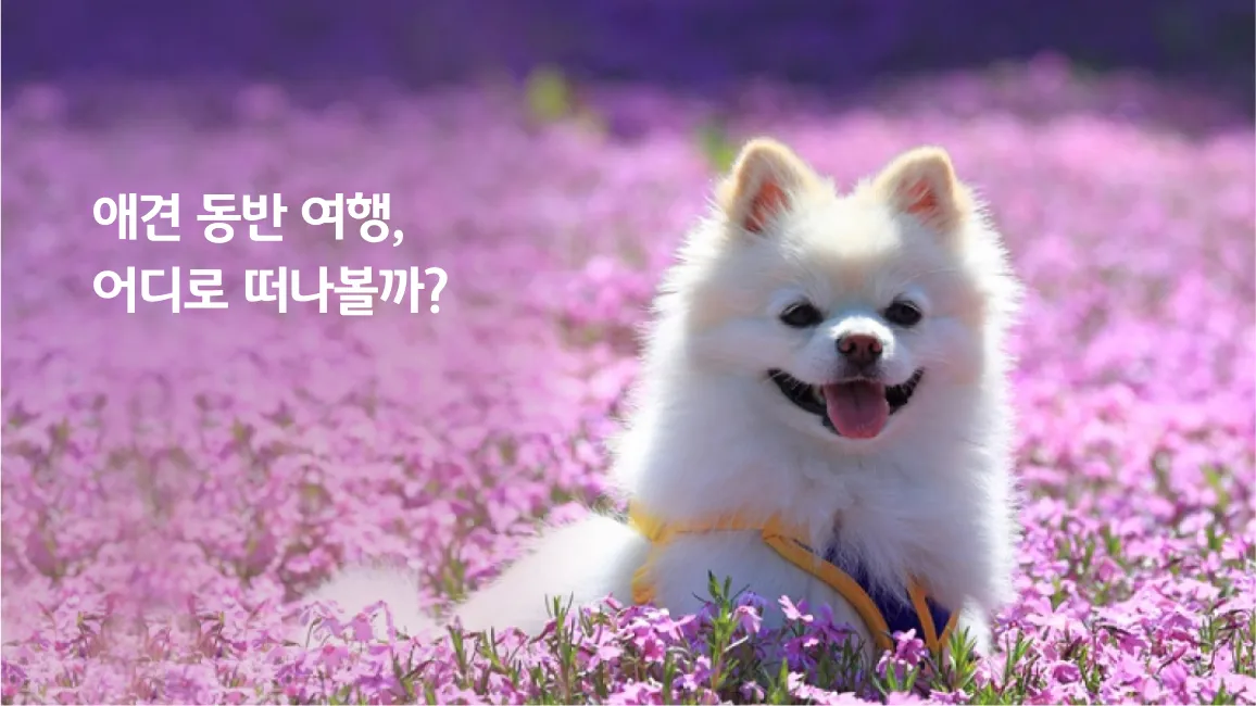 강아지 동반 애견 동반 여행 국내 베스트 10_8