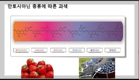 블루베리 안토시아닌