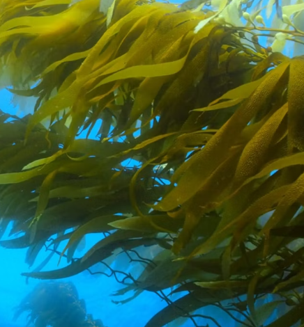 다시마 효능 부작용 칼로리