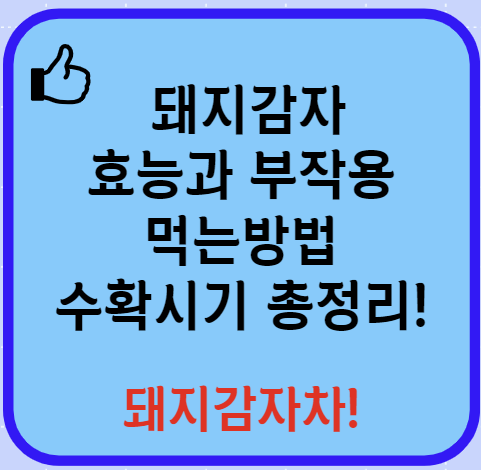 돼지감자 효능 먹는법 부작용 수확시기 등 총정리(돼지감자차)