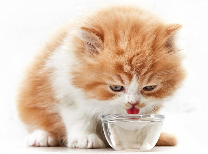 물을 마시는 고양이.