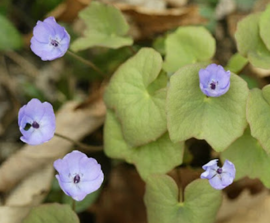 황련, 위염·염증에 좋은 이유