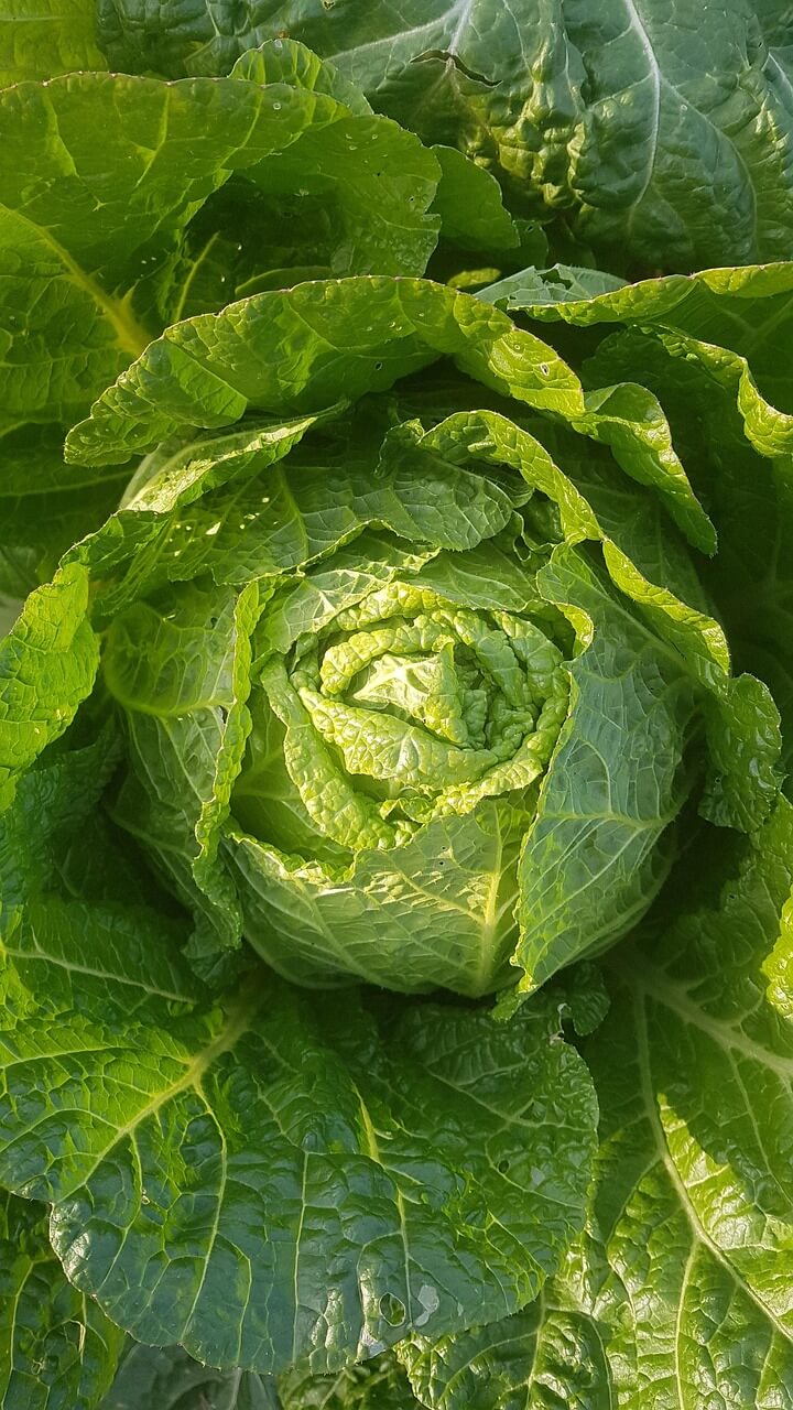 집에서 만드는 백김치, 이 레시피면 실패 없어요