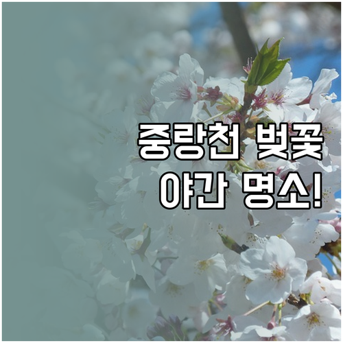 양주 중랑천 벚꽃 개화일 및 야간 관..