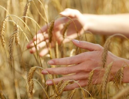 맥주효모의효능