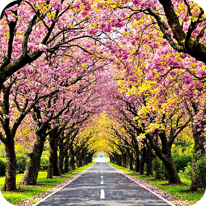 벚꽃길 이미지
