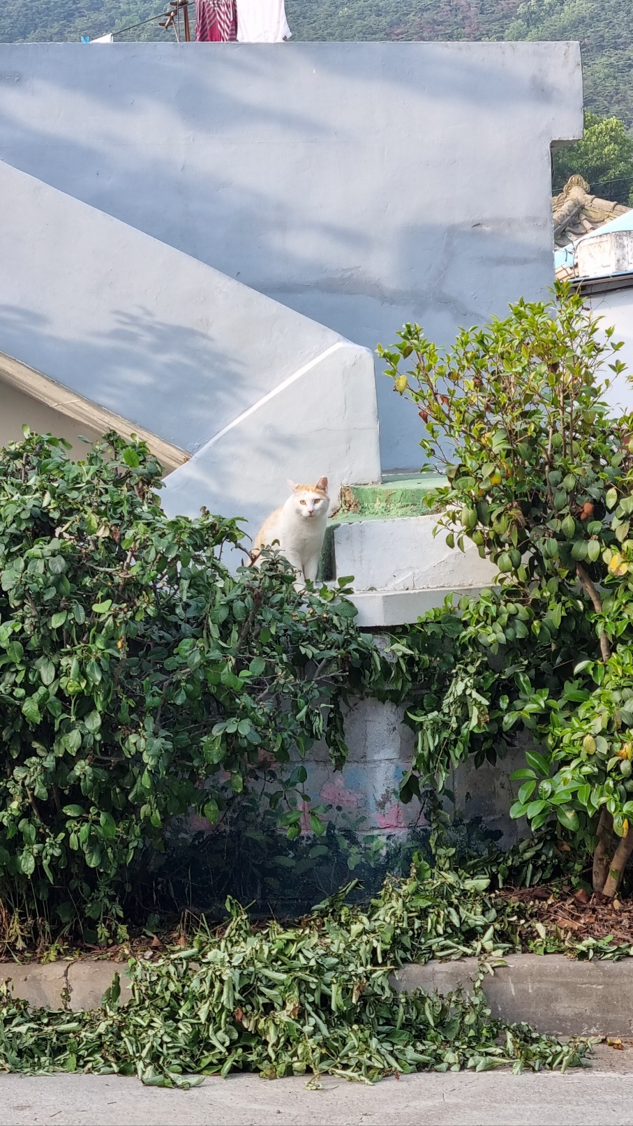 서포리의-고양이