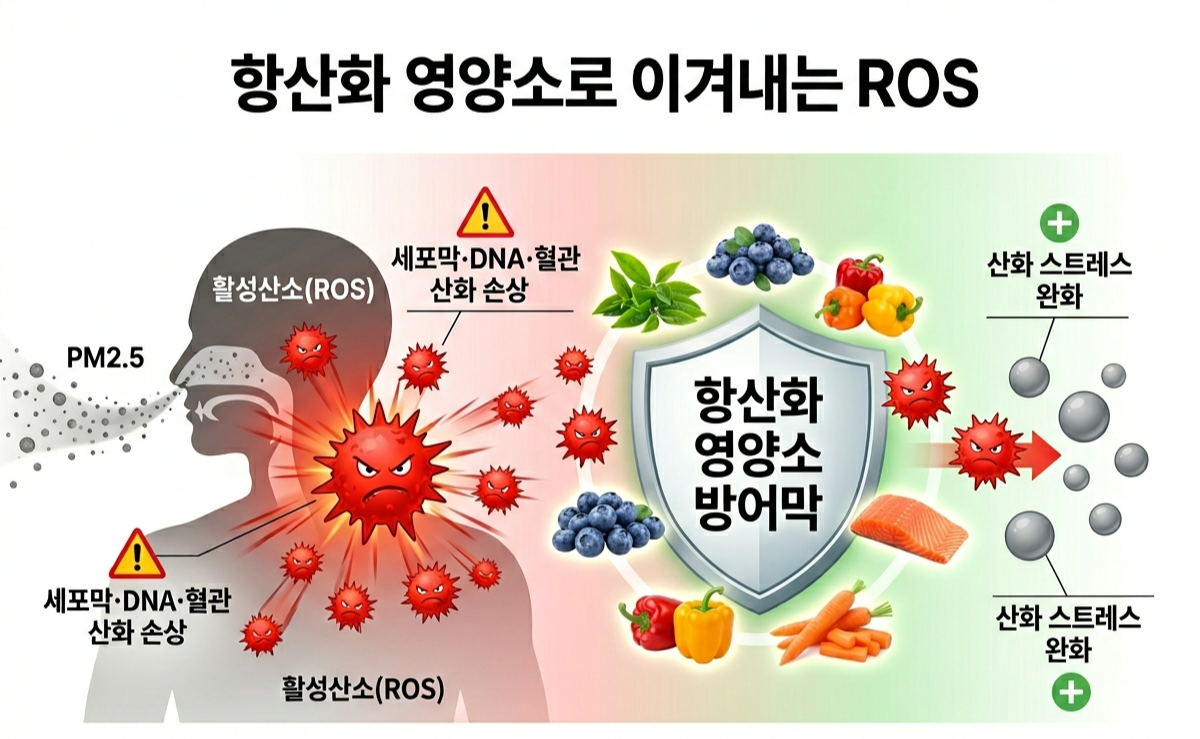 활성산소 중화 음식, 미세먼지 산화스트레스 식단, 항산화 메커니즘, PM2.5 항산화 방어