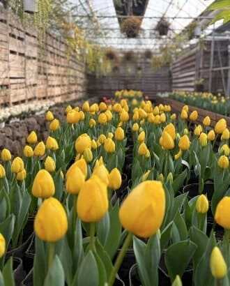 2025 제주 보롬왓 튤립축제